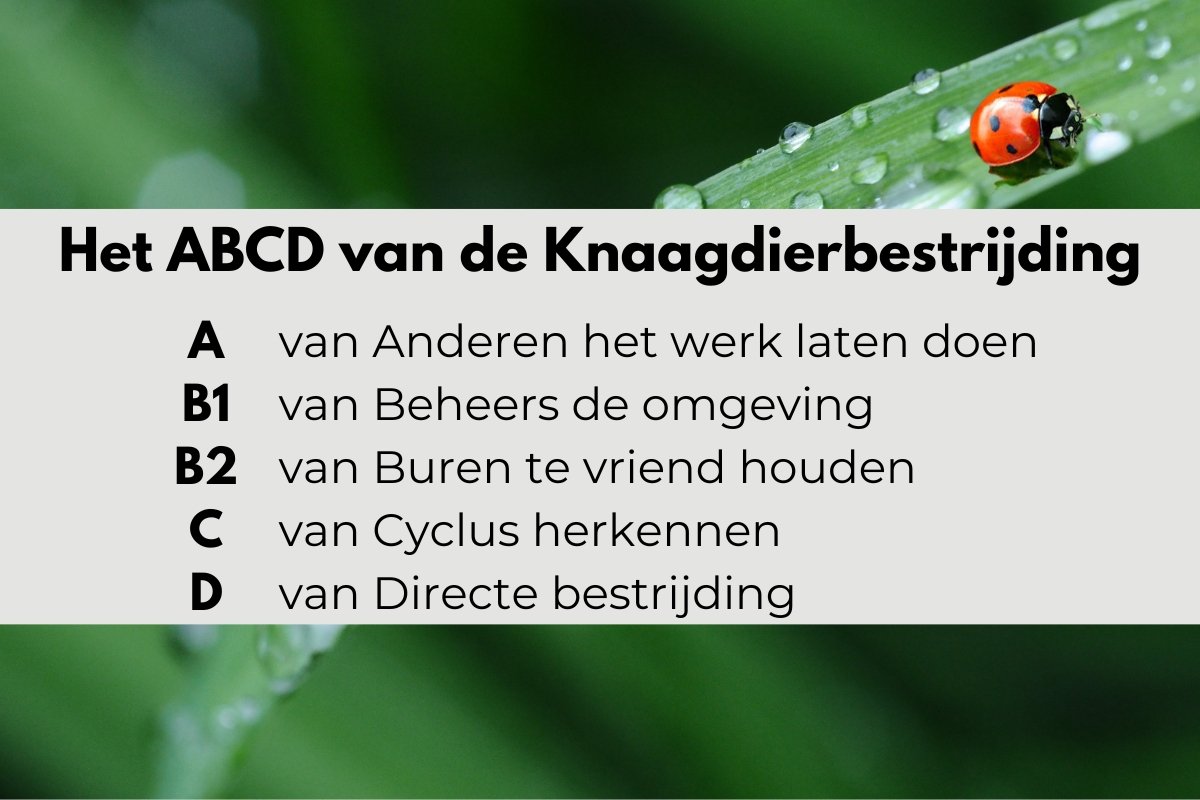 Knaagdierbeheersing: Tijdig - gericht - effectief…en volhouden!
