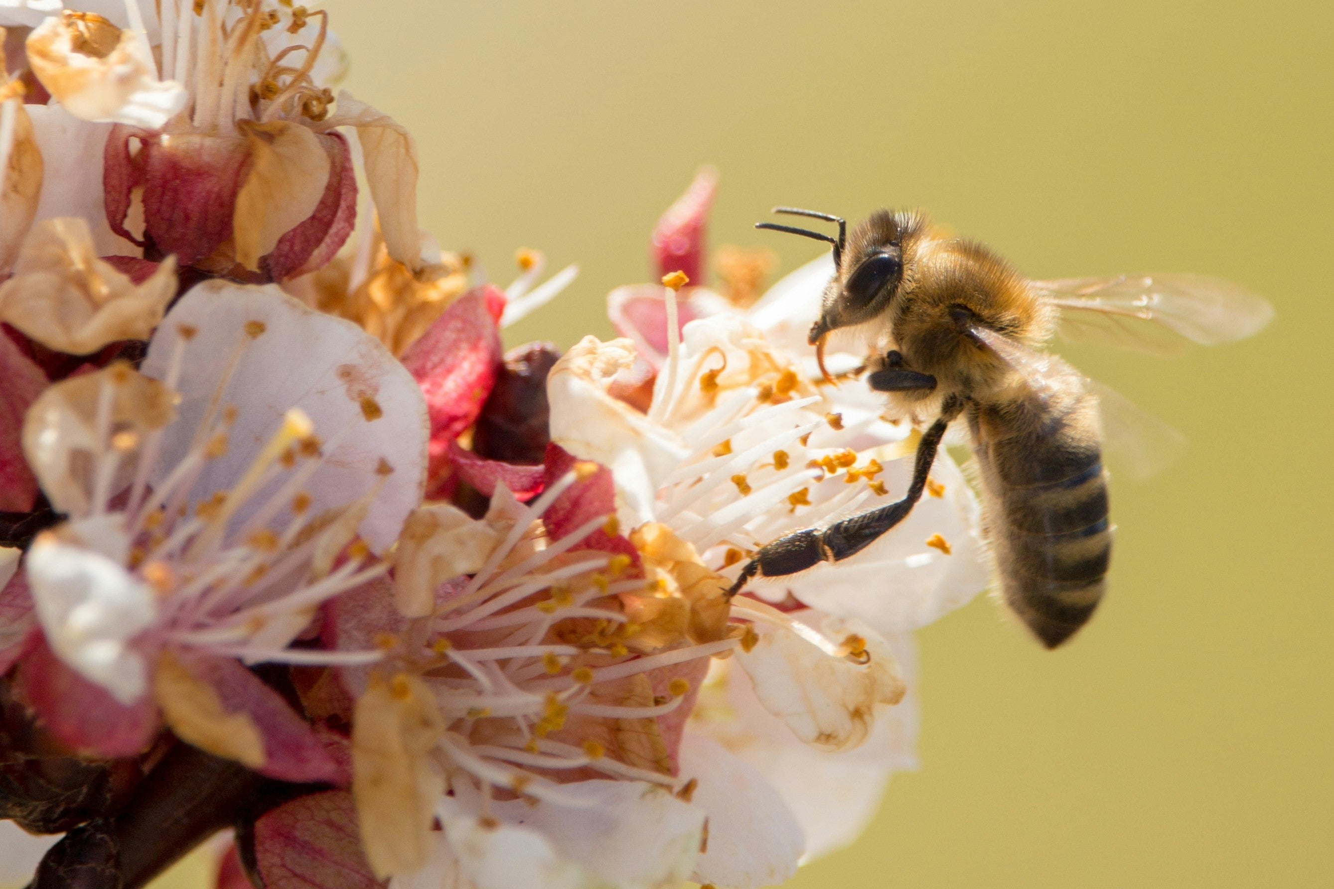 Vier Wereld Bijendag door bestuivers te steunen