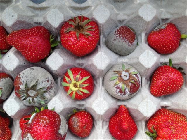 Botrytis in aardbei effectief en biologisch bestrijden? Alweer een stap in de goeie richting!