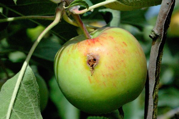 De 2e generatie fruitmot is aan het vliegen!