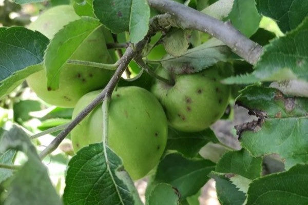 Beheersen van appelschurft: Een uitdaging voor elke fruitteler