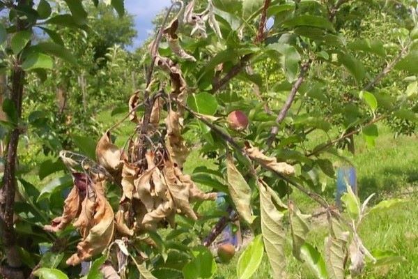 Fruitbomen in bloei: Wees alert op bacterievuur