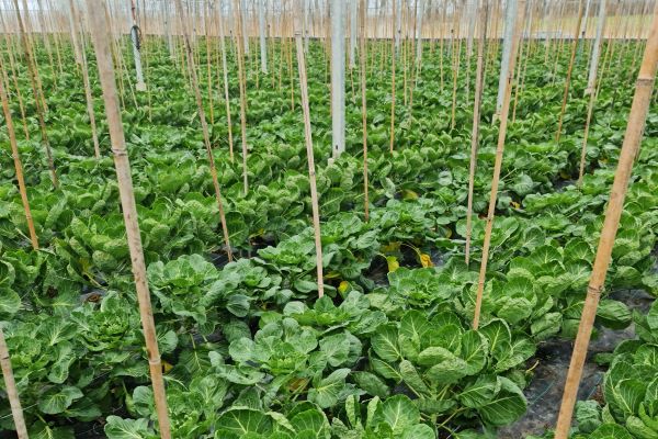 Succesvolle toepassing van bio-fungicide Botector tegen botrytis in spruitkool