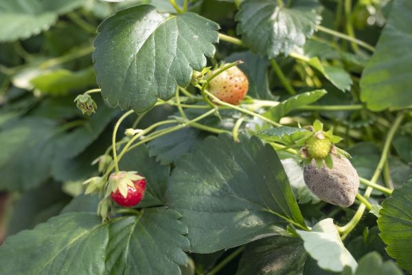 Geen Botrytis met Botector