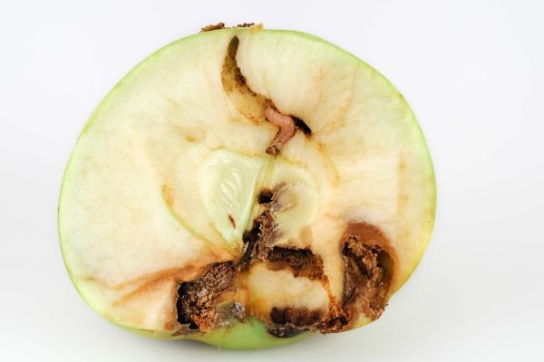 Madex ter bestrijding van de 1e fruitmotlarven