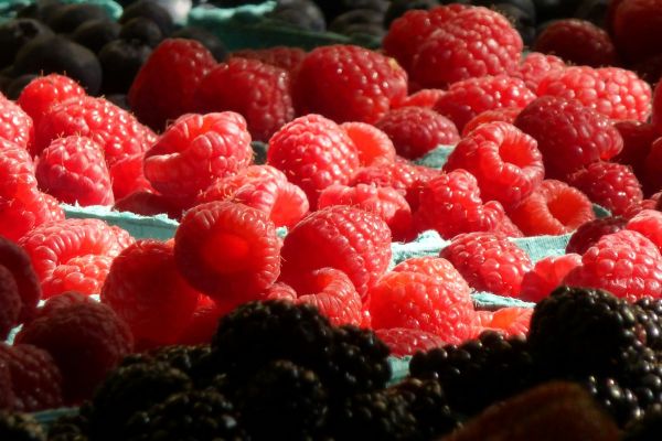 Botector: een effectieve en duurzame bouwsteen in de vruchtrotbestrijding bij kleinfruit