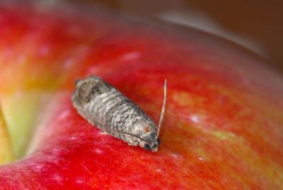 De eerste fruitmotten zijn actief