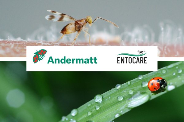 Andermatt neemt de activiteiten van Entocare C.V. over voor de productie van nuttige insecten