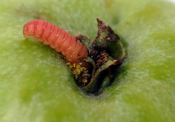 Madex: Bewezen succesvol in de bestrijding van de 1e generatie fruitmot