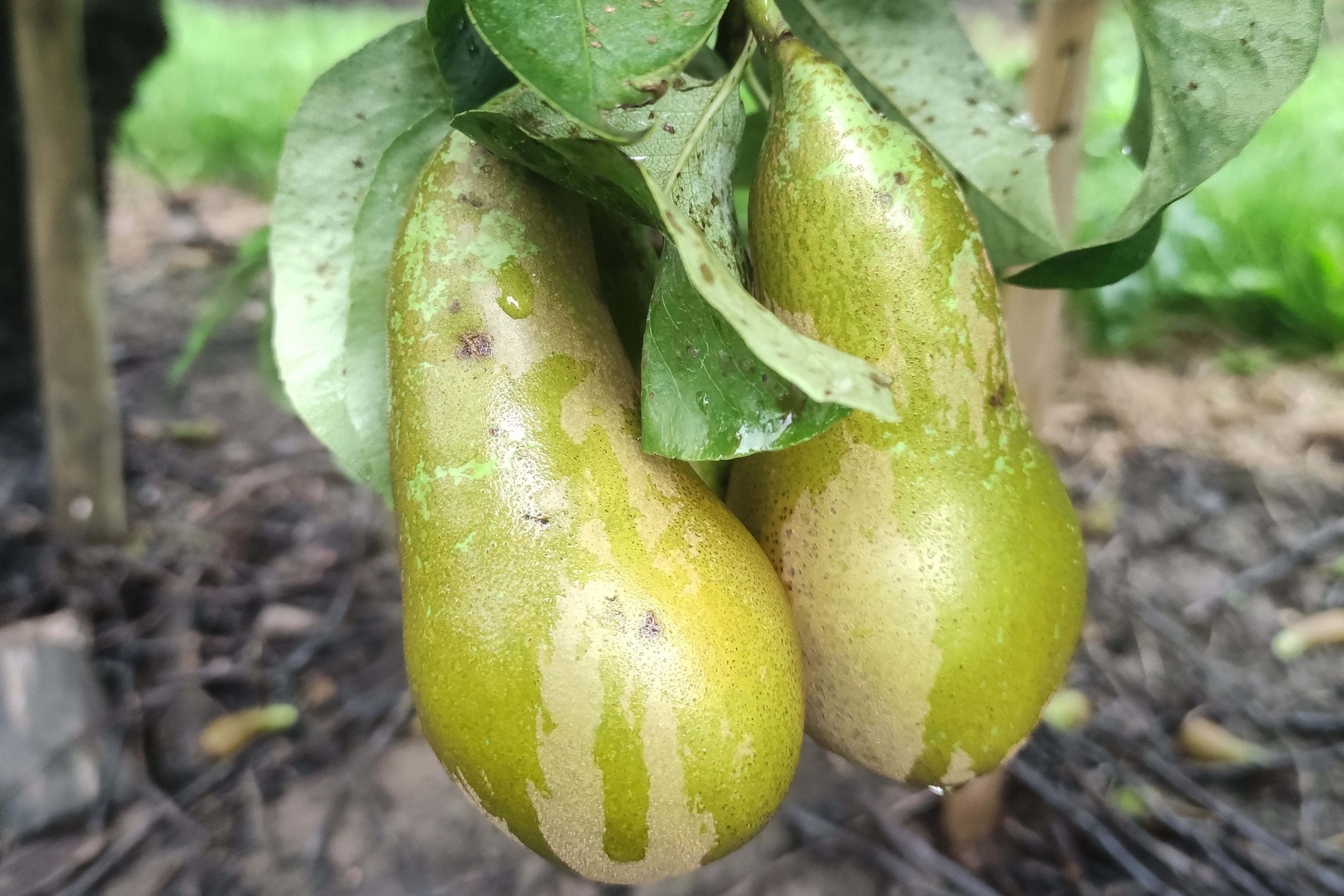 Curatio ter bestrijding van schurft in biologische appel en peer - Andermatt Nederland