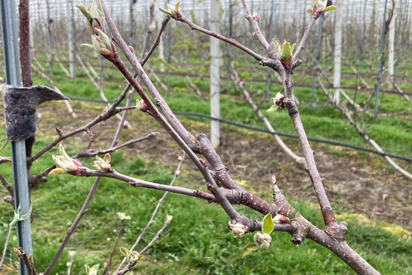 RhizoVital C5: Een effectieve bouwsteen bij de (her)inplant van een nieuwe boomgaard