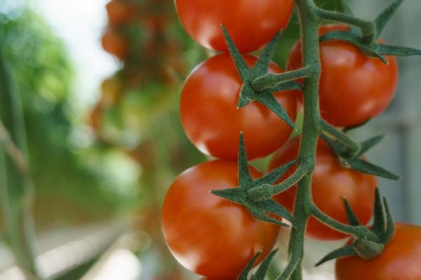 Tutavir krijgt ruime proefontheffing in tomaat tegen Tuta absoluta