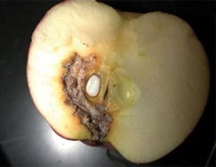 Madex Twin - Andermatt Nederland bv