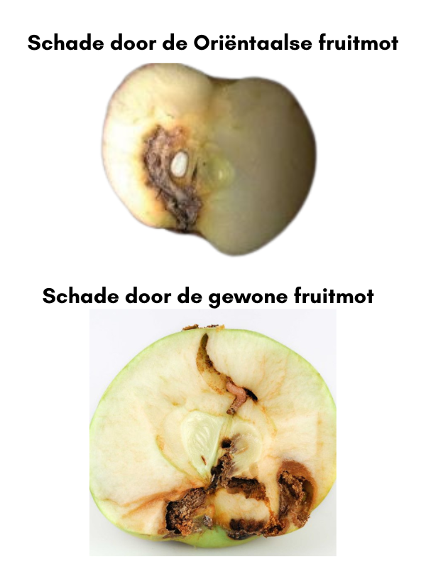 Madex Twin - Andermatt Nederland bv