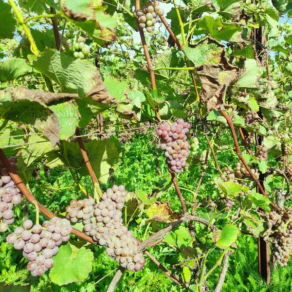 VitiSan - tegen echte meeldauw op druiven - Andermatt Nederland