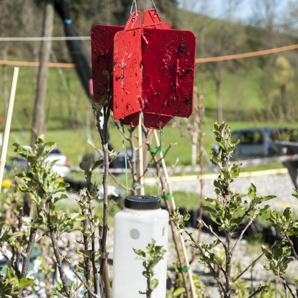 Rebell Rosso (8 stuks) - Andermatt Nederland bv