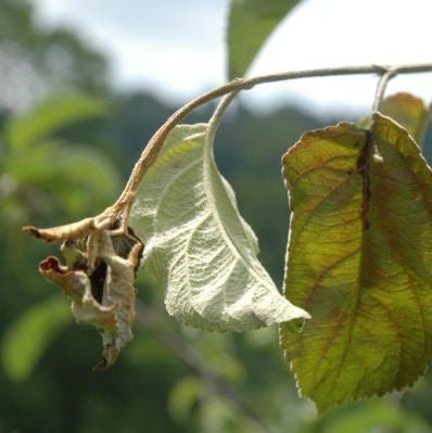 Blossom Protect - residuvrije bestrijding van bacterievuur en bewaarziekten in appel en peer. - Andermatt Nederland