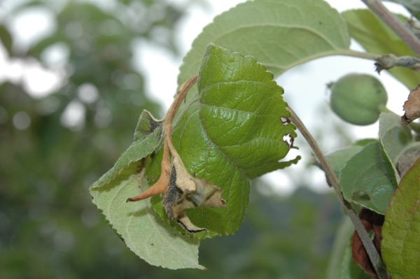Blossom Protect voor de bestrijding van bacterievuur en bewaarziekten in appel en peer. - Andermatt Nederland