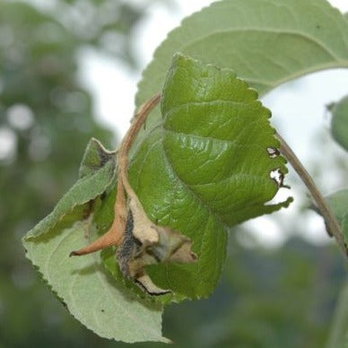 Buffer Protect NT - Andermatt Nederland bv