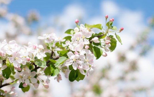 Blossom Protect - Andermatt Nederland