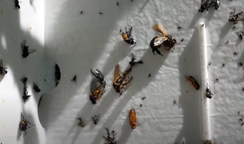 De CATCH-IT vangband wit vangt de zaagwesp af om monitoring mogelijk te maken - Andermatt Nederland