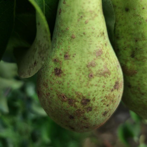 Curatio- biofungicide voor residuvrije bestrijding van schurft op peren