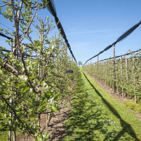 Delta-val in een boomgaard. Andermatt biedt oplossingen voor Monitoring en  Vallen.