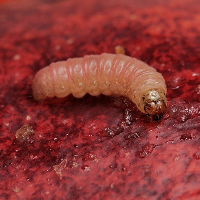 Madex Top - Andermatt Nederland bv