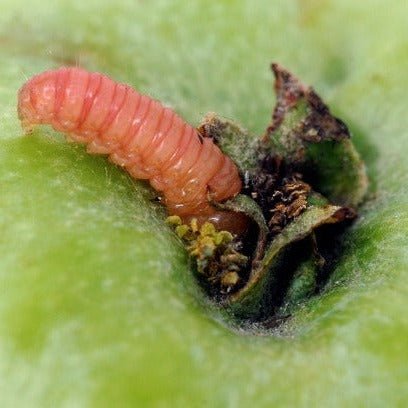 Madex Max is een bi-insecticide op basis van een virus tegen de fruitmot (cydia pomonella) voor appel en peer