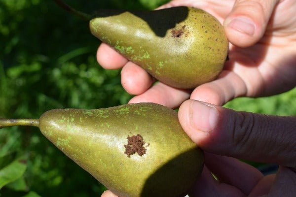 Madex Top - Andermatt Nederland bv