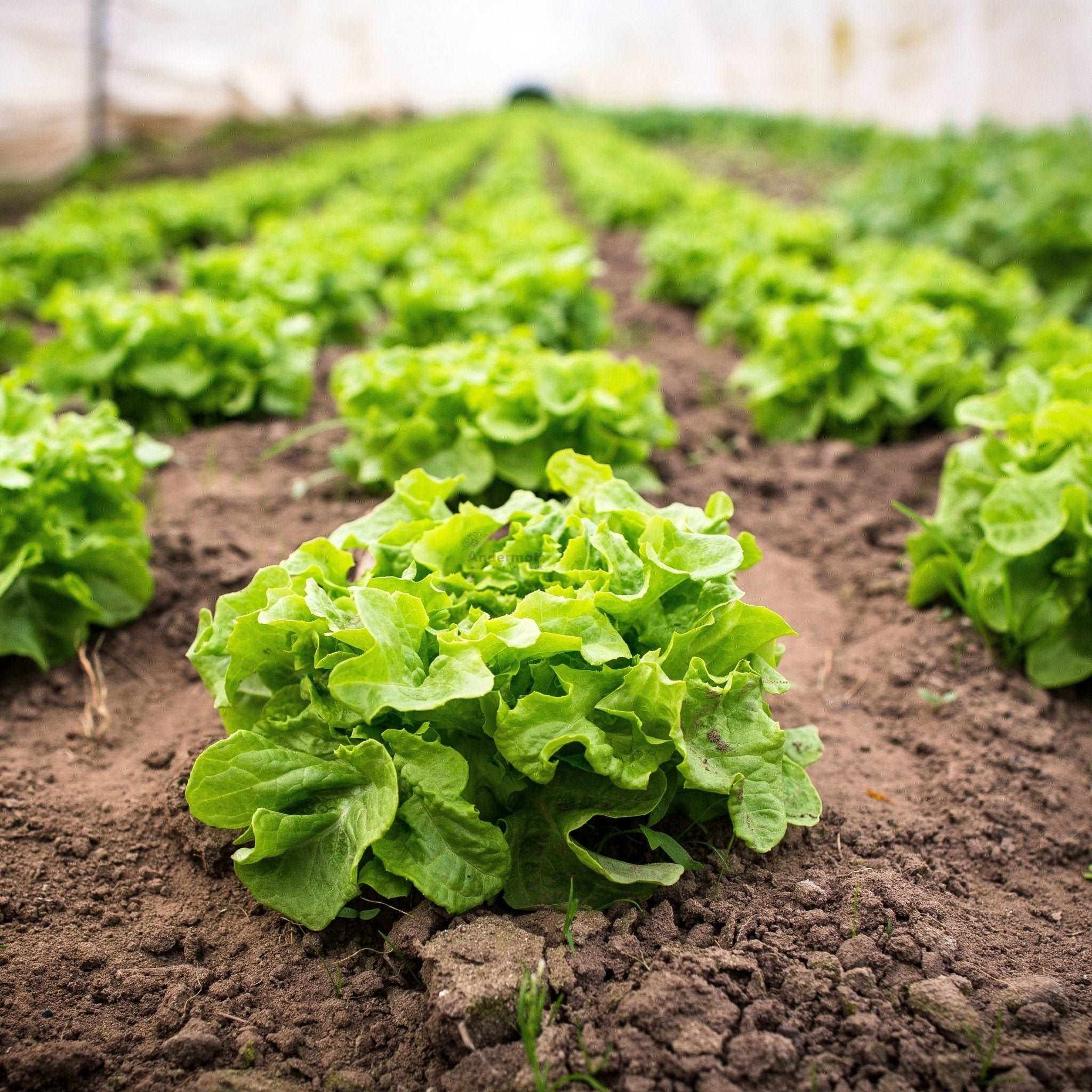 Gewassen zoals salade worden weerbaarder door het toepassen van RHIZOVITAL C5