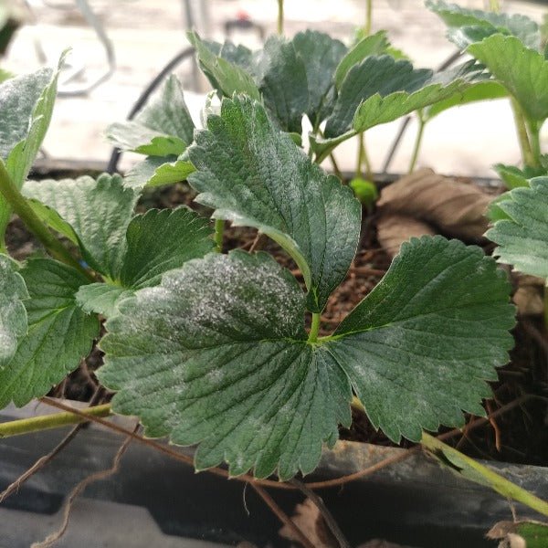 VitiSan, tegen echte meeldauw in aardbeien - Andermatt Nederland