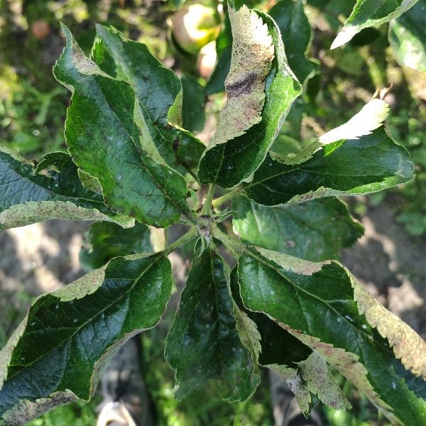 VitiSan - tegen schurft op appelbomen - Andermatt Nederland