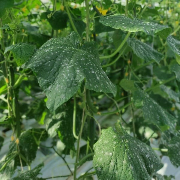 VitiSan kan ook worden toegepast in komkommer - Andermatt Nederland