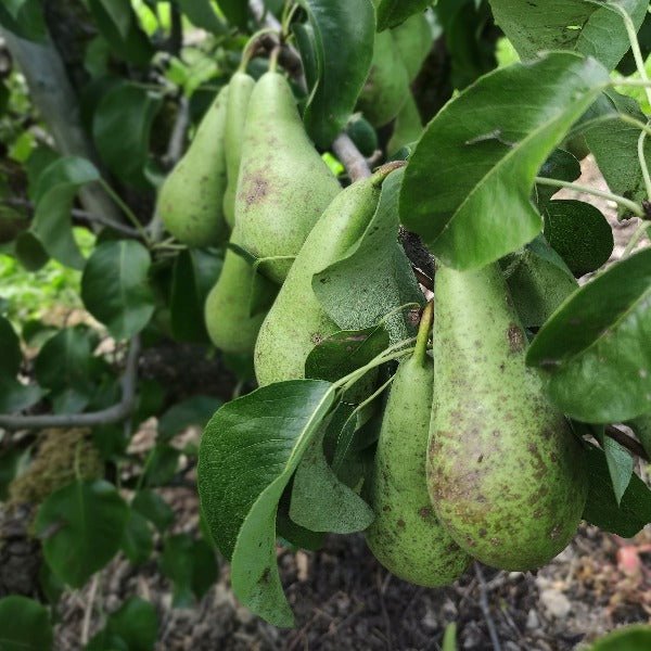 VitiSan wordt toegepast tegen schurft in peren - Andermatt Nederland