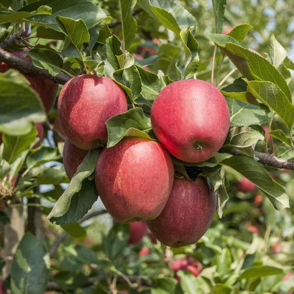 Curatio - Andermatt Nederland bv