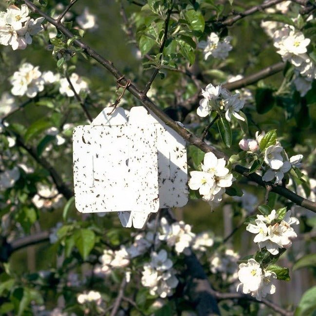 Rebell Bianco (8 stuks) - Andermatt Nederland bv