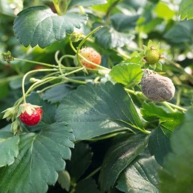 Botector - voor de residuvrije bestrijding van Botrytis in o.a., kleinfruit