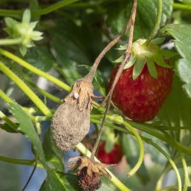 Botector bestrijdt Botytis in o.a. aardbeien