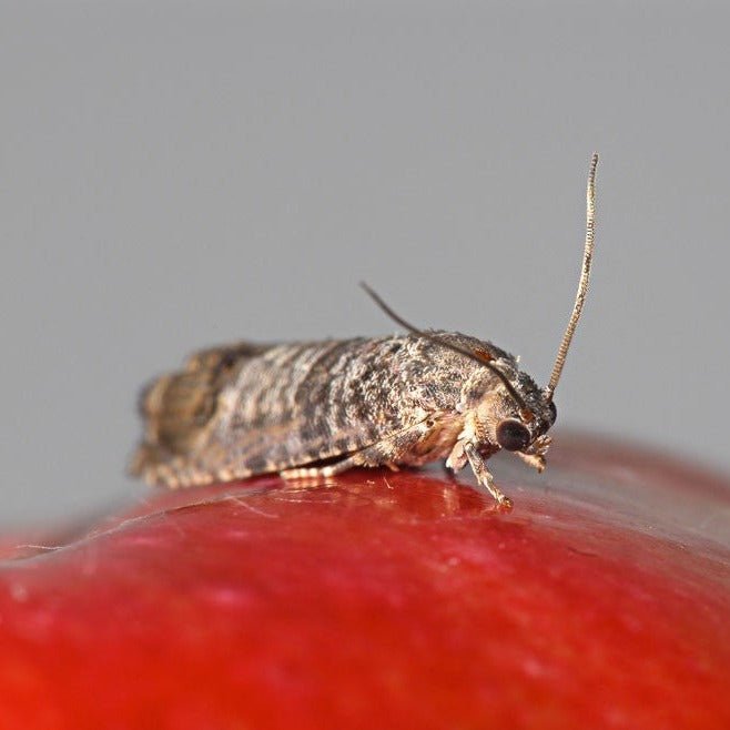 Fruitmot (cydia pomonella) - Andermatt Nederland