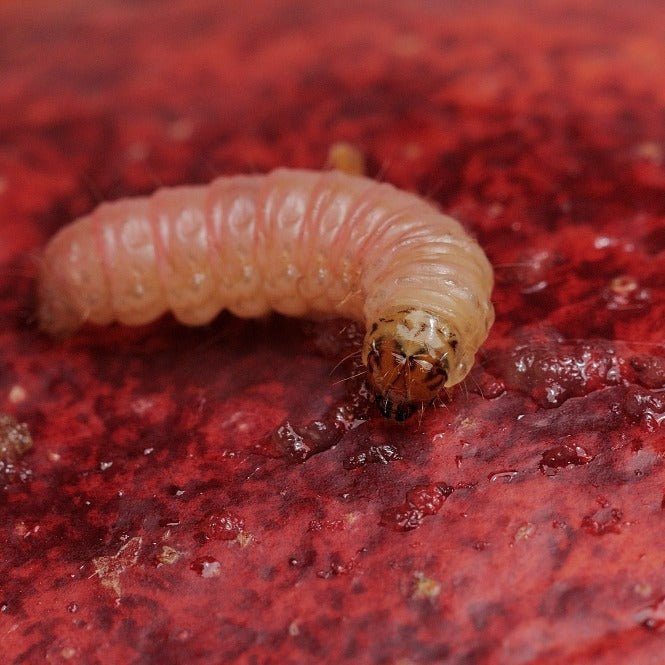 Larve van een fruitmot - cydia pomonella - Andermatt Nederland