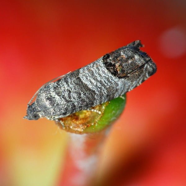 Cydia pomonella fruitmot op een appel - schade voorkomen met bio-insecticide Madex