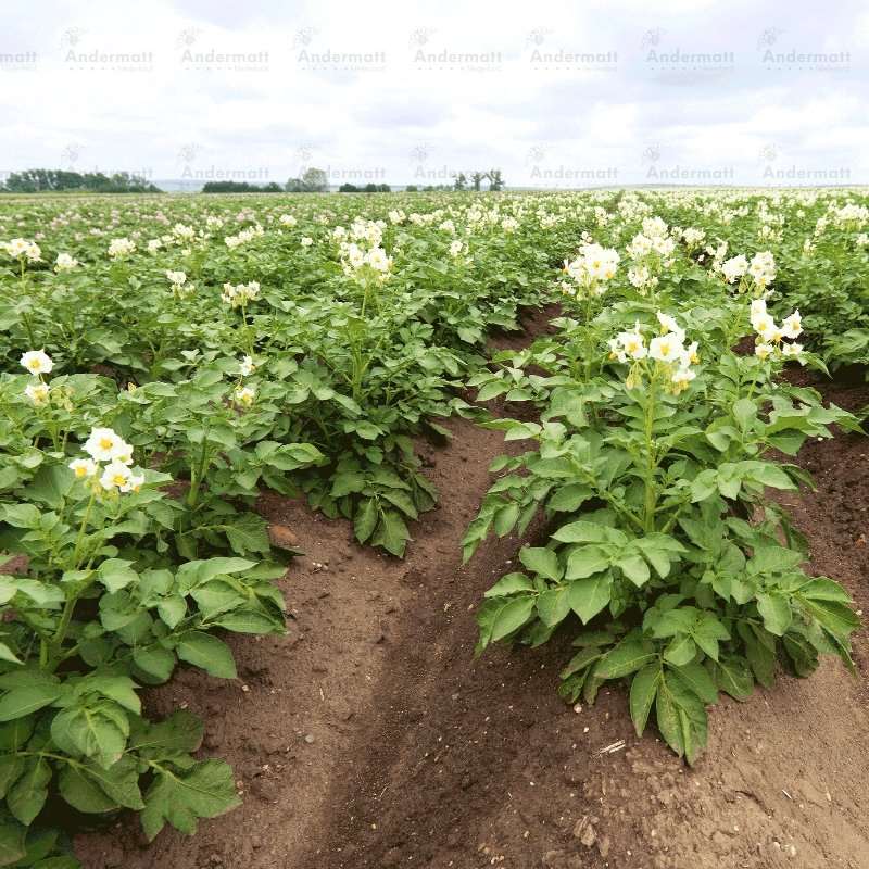 Rhizovital C5 voor een weerbaar gewas