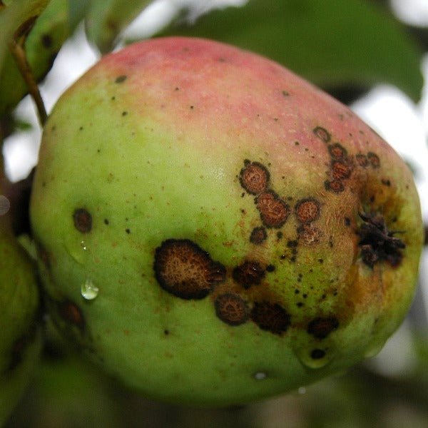 Appel aangetast door schurft. Curatio is effectief in de schurftbestrijding