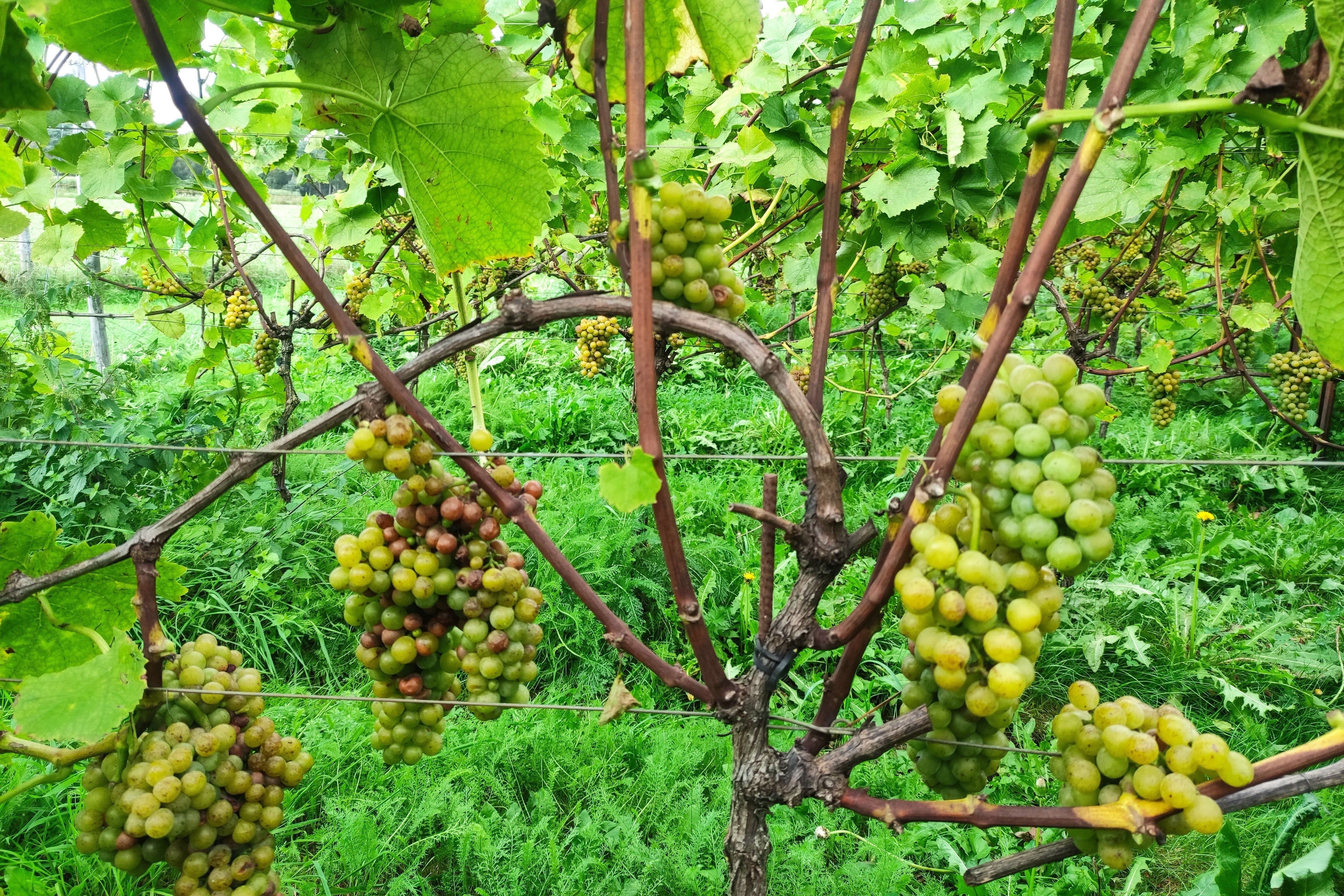 Proefverslag - Succesvolle Botrytis-aanpak in wijnbouw met Botector