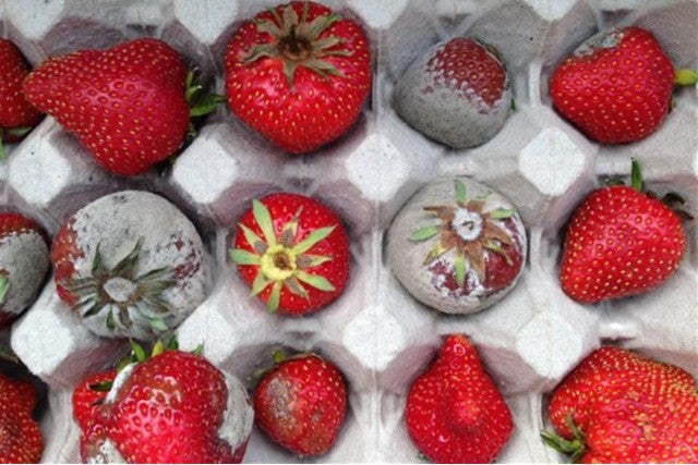 Botrytis in aardbei effectief en biologisch bestrijden? Alweer een stap in de goeie richting!