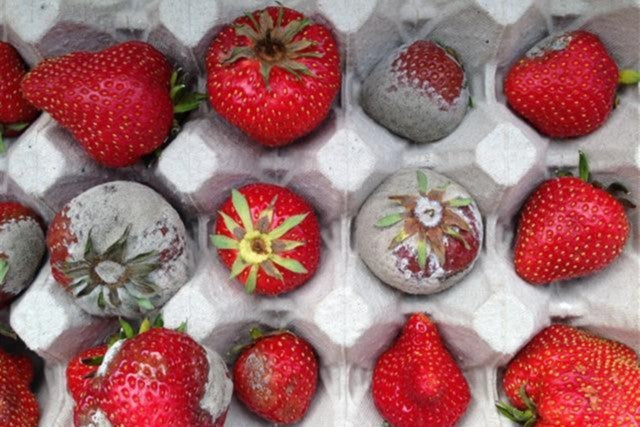 Botector en UV-c zijn perfect compatibel als residuvrije schimmelbestrijdingsmiddelen in aardbei!