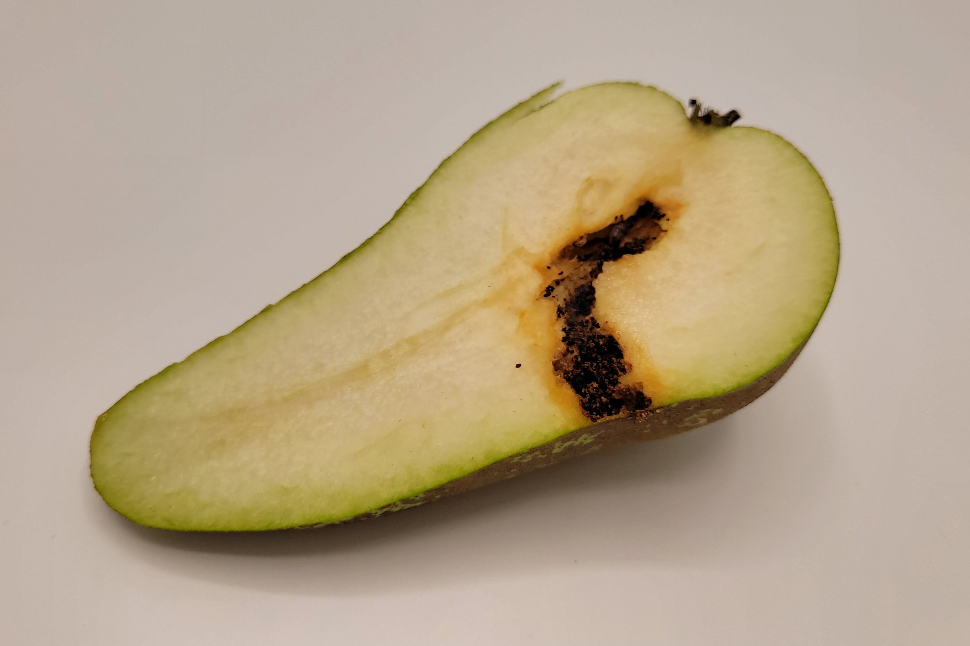 Kairo Catch voor effectieve monitoring van fruitmot in al jouw boomgaarden!