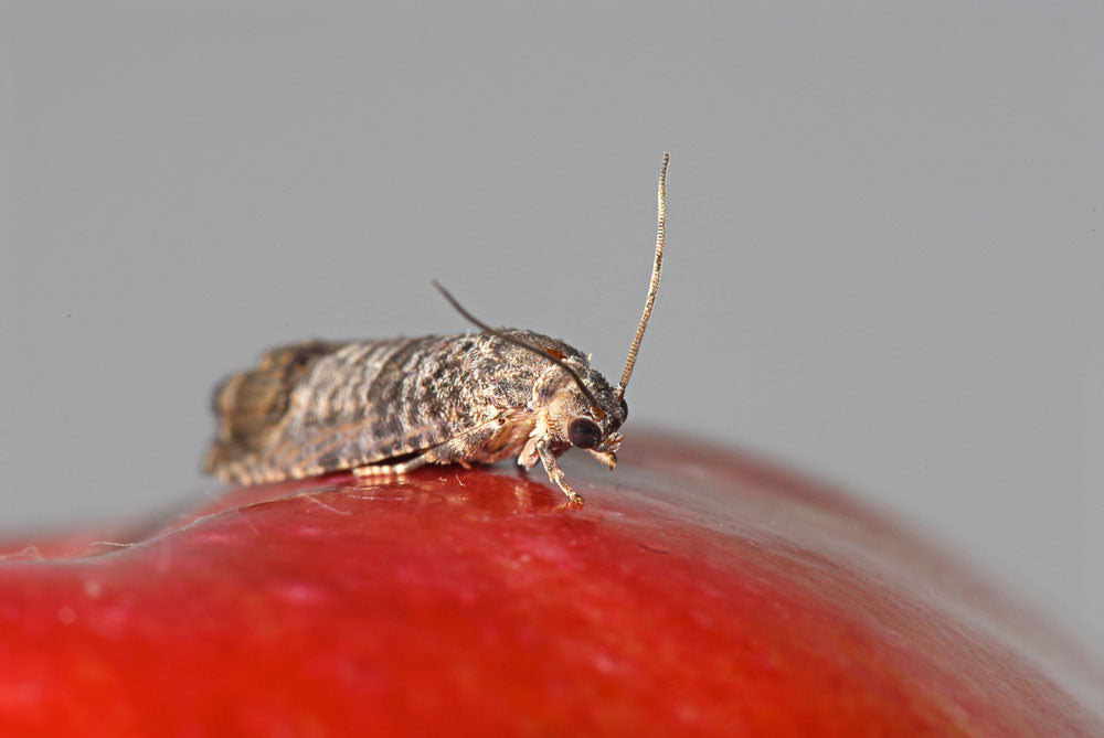 De fruitmot is alweer actief!