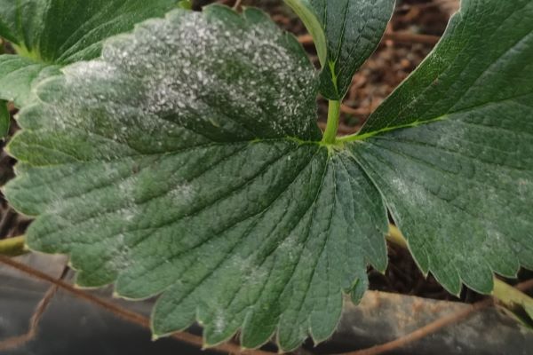 De contactfungicide VitiSan is effectief in te zetten tegen echte meeldauw in aardbeien 
